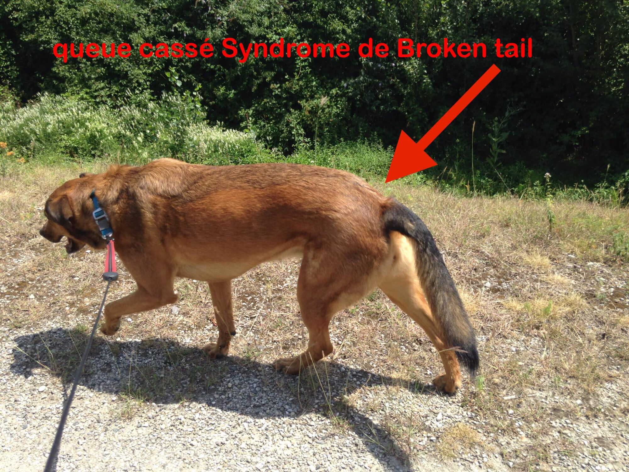 Syndrome De Broken Tail Duc Ton Chien